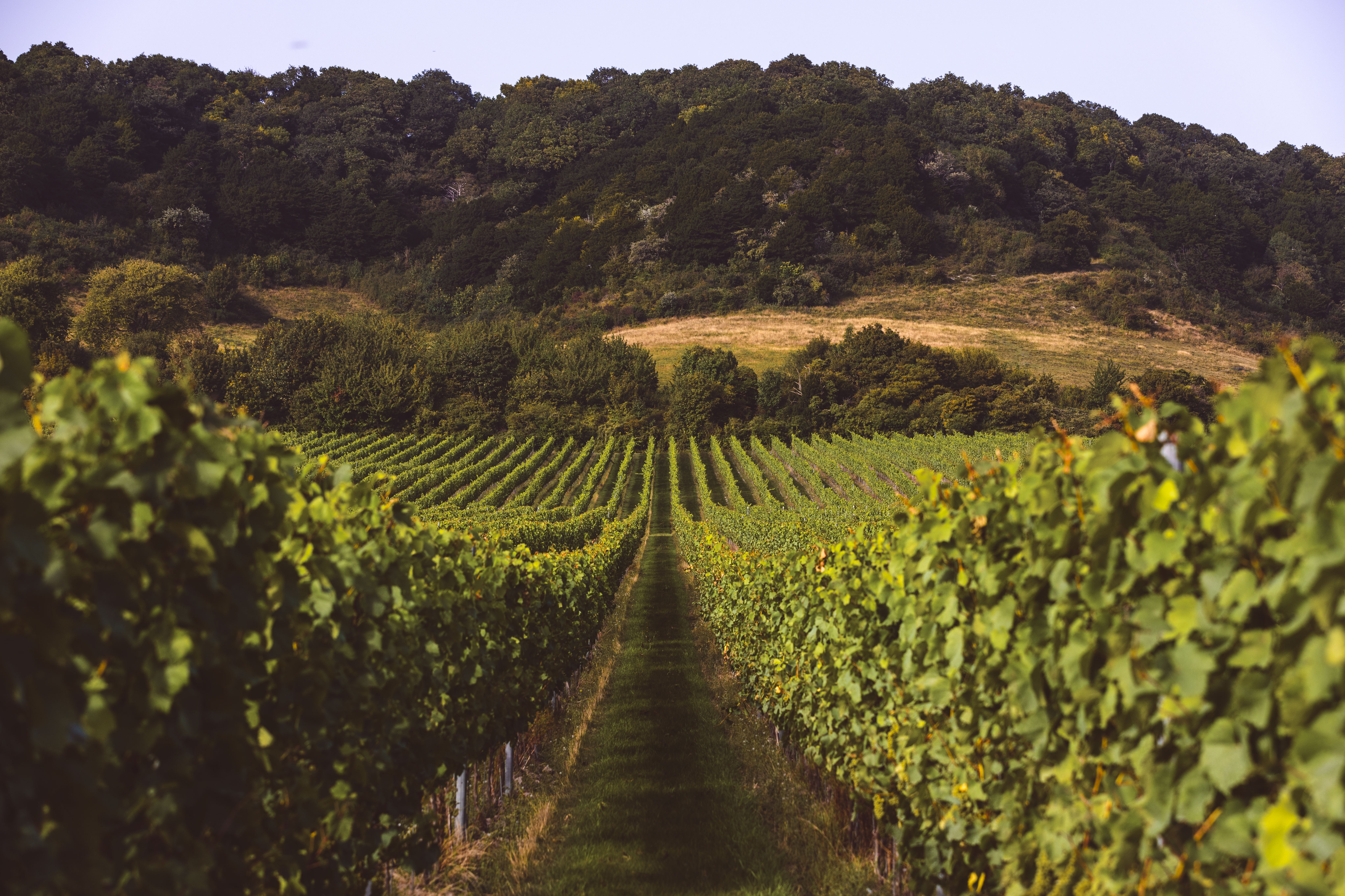 English Wine Week
